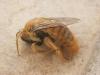 Xylocopa sp.